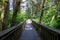 A bridge in the middle of the pluvial rainforest; Oregon State, USA