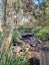 Bridge Over a Creek Running Through Australian Bush