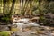 Bridge over a wooded stream in figueiro dos vinhos, leiria, portugal