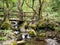 Bridge over woodland stream, rustic, rural Italy.