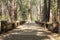Bridge path into a trail in Yosemite