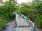 bridge on the stream inside the mangrove forest