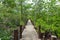 The bridge stretches deep among the bright green trees