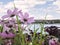 Bridge view through pink, delicate flowers