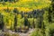 Bridge walk colorado aspen autumn fall colors