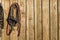 Bridle horse hanging on a wooden wall