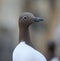 Bridled Guillemot