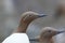 Bridled Guillemot