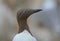 Bridled Guillemot