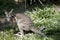 The bridled nailtail wallaby is eating grass