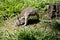 The bridled nailtail wallaby is moving across the field