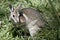 A bridled nailtail wallaby is walking in the tall grass