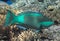 Bridled parrotfish fish in water near coral reef in tropical sea