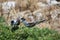 Bridled Tern