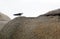 A Bridled Tern bird on a rock