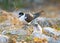 Bridled tern and chick on ground among dry grass and rock on Lady Elliot Island, Queensland