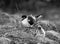 Bridled tern and chick on ground among dry grass and rock on Lady Elliot Island, Queensland