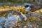 Bridled tern and chick on ground among dry grass and rock on Lady Elliot Island, Queensland