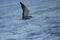 Bridled Tern flying