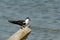 Bridled tern perched on a wooden log