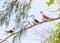 Bridled Terns, Low Isles, Great Barrier Reef, QLD, Australia