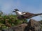 Bridled Terns (Sterna anaethetus)