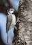 Bridled Titmouse in Arizona