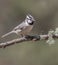 Bridled Titmouse in Arizona