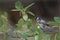 Bridled Titmouse, Baeolophus wollweberi, perched in tree