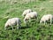 Bridlington to flamborough head coastal path sheep grazing.