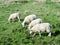 Bridlington to flamborough head coastal path sheep grazing.