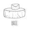 Brie cheese dairy product snack sketch drawing