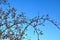 Brier briar rosehip rose on blue sky