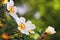 Brier flowers against background