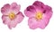 Brier flowers on a white background. Pink flowers isolated.