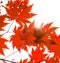 Brigbig beautiful maple leaves through which goes the sunlight. beautiful autumn paints.