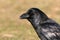 Brigh black plumage of a crow