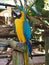 Brigh colored macaw parrot