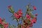 Brigh pink sunny oleander flowers against a blue sky