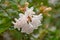 Brigh white abelia grandiflora flowers in the park