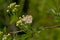 Brigh white hawthorn flowers with pink stems in springtime