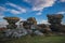 Brigham Rocks in North Yorkshire