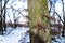 Bright acacia thorns in the winter forest.