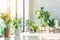 Bright, airy room filled with a diverse collection of houseplants, creating a lush indoor garden oasis