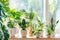 Bright, airy room filled with a diverse collection of houseplants, creating a lush indoor garden oasis