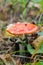 Bright amanita among the grass in the forest in autumn