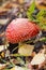 Bright amanita among the grass in the forest in autumn