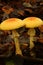 Bright amanita mushrooms in Northeastern Pennsylvania