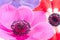 Bright anemone flowers