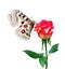 Bright apollo butterfly on pink rose isolated on white. rose and butterfly
